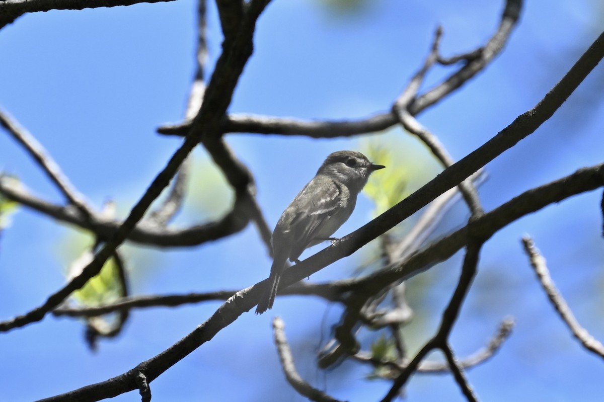 Alder/Willow Flycatcher (Traill's Flycatcher) - france dallaire