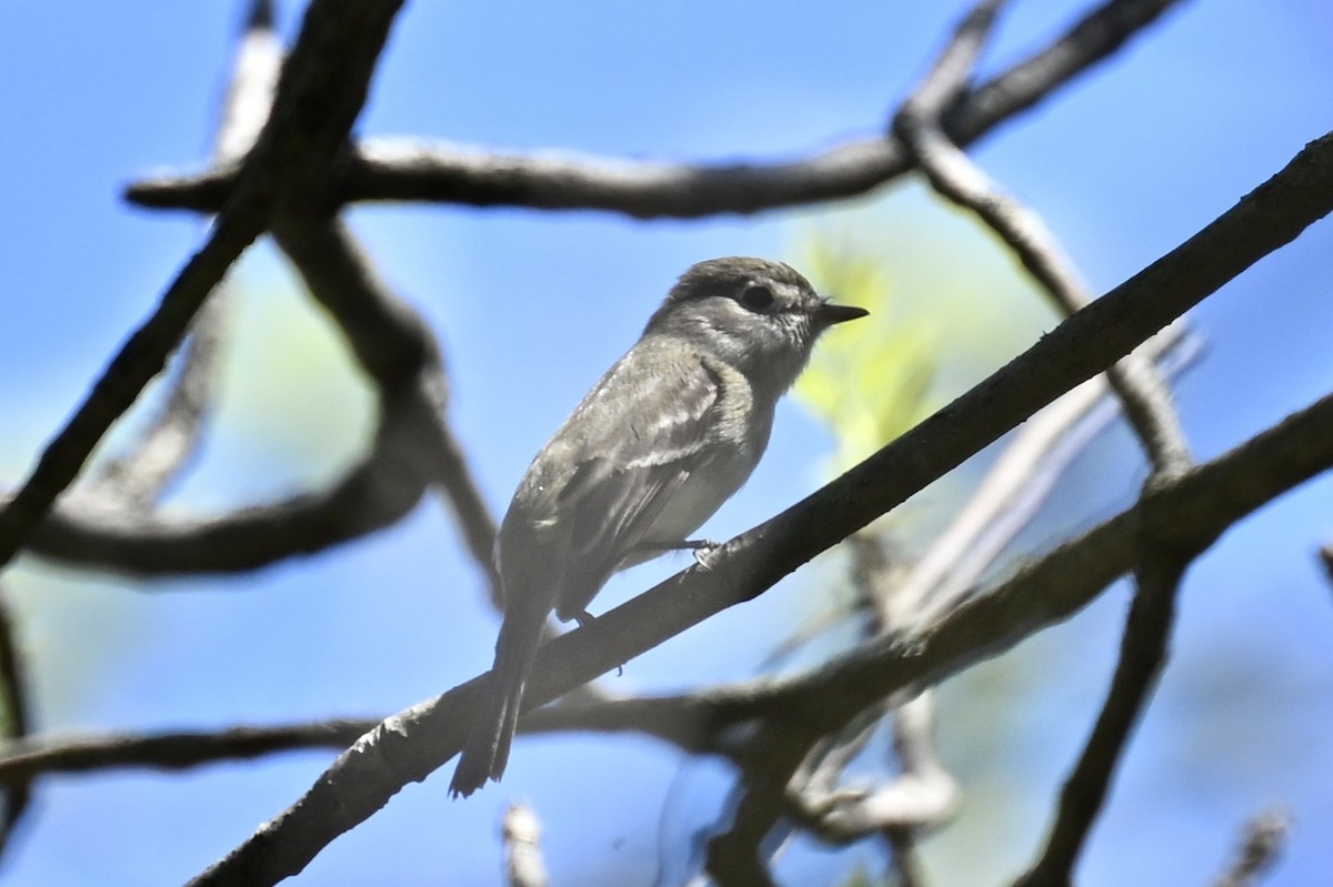 Alder/Willow Flycatcher (Traill's Flycatcher) - france dallaire