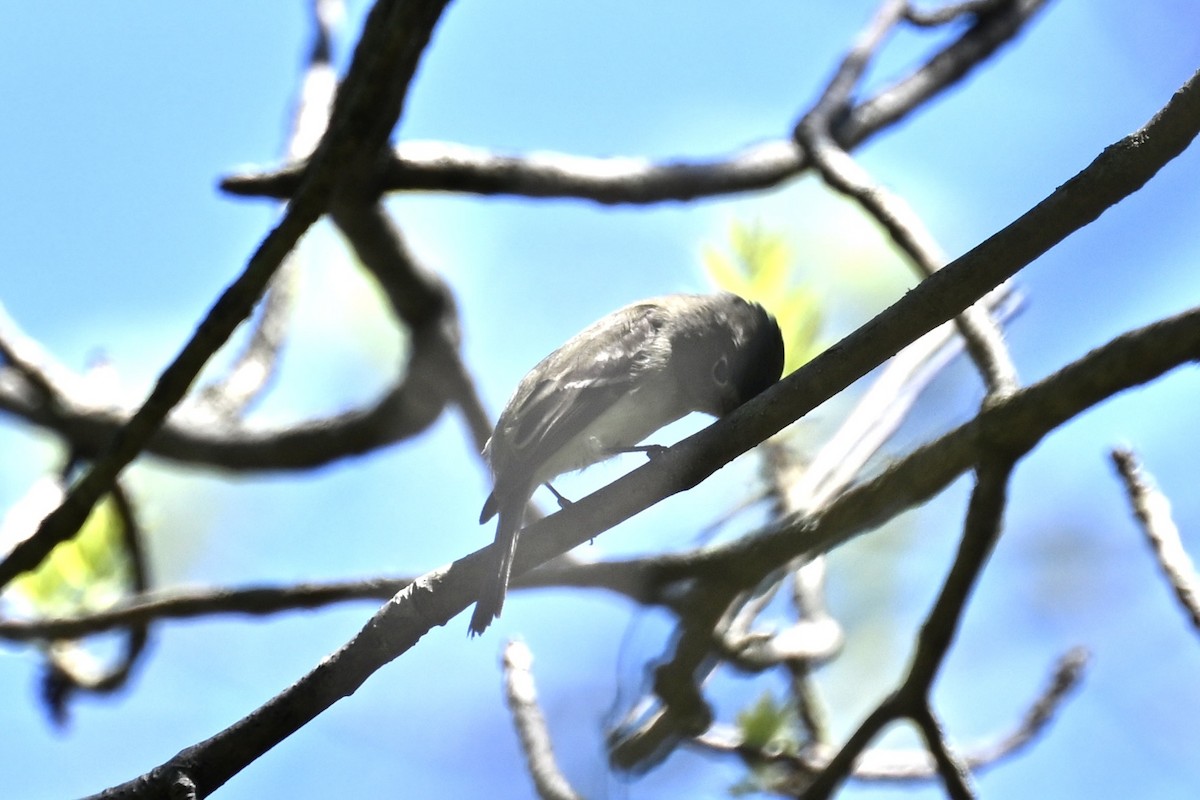 Alder/Willow Flycatcher (Traill's Flycatcher) - france dallaire