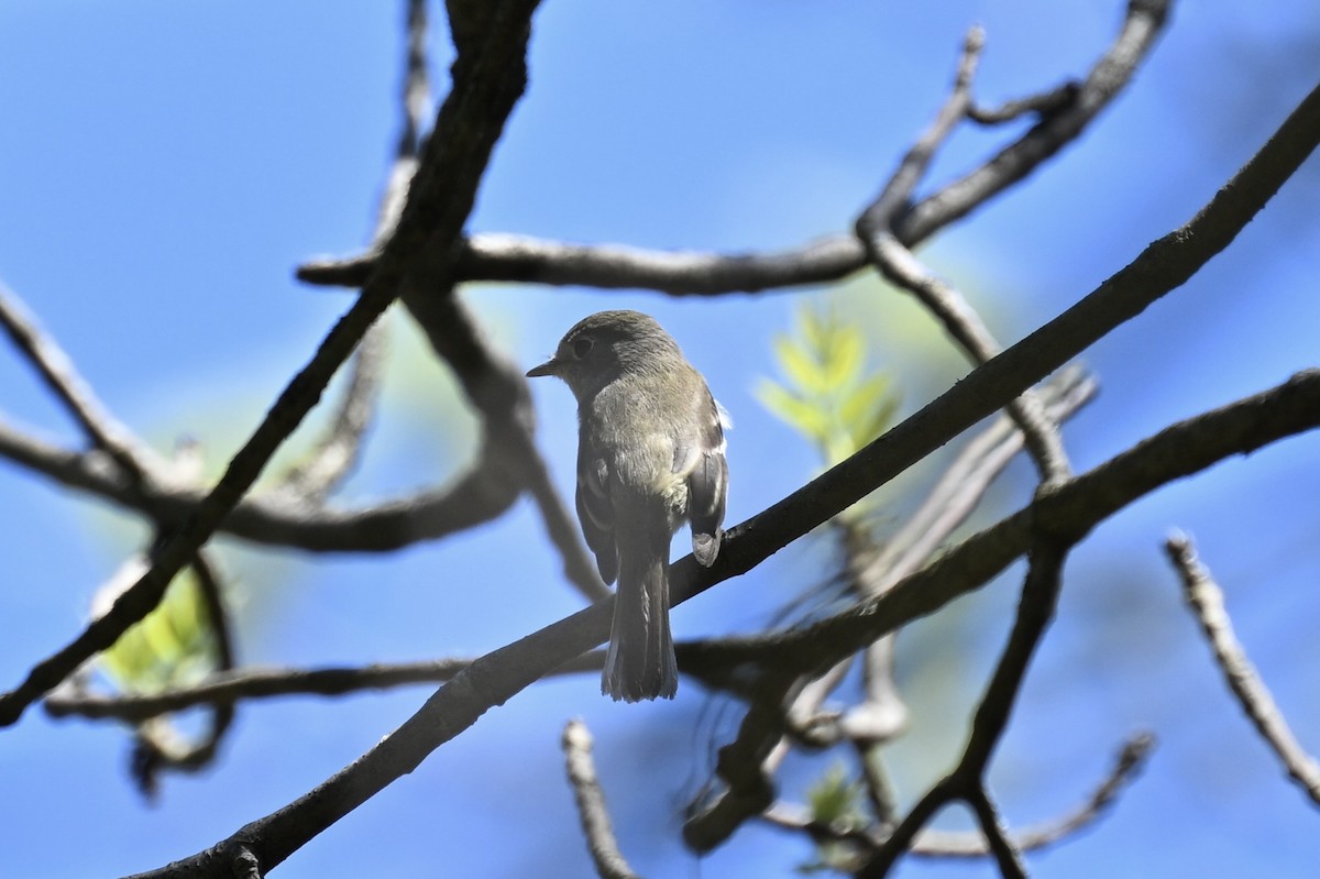 Alder/Willow Flycatcher (Traill's Flycatcher) - france dallaire