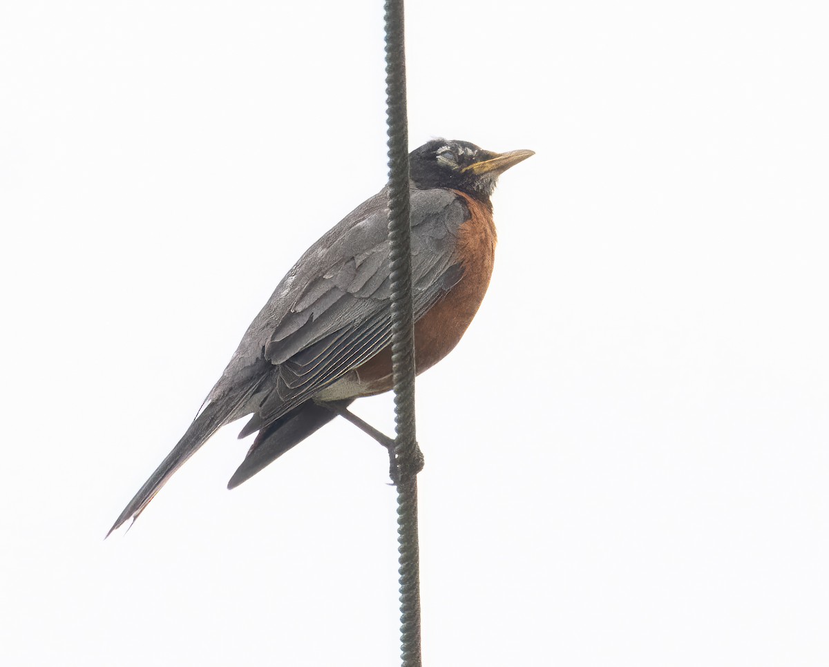 American Robin - Nick Winograd