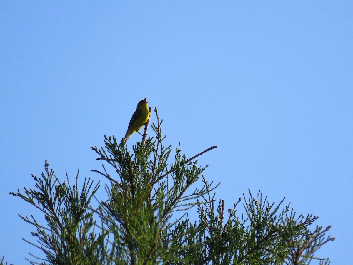 Blue-winged Warbler - Randy Morgan