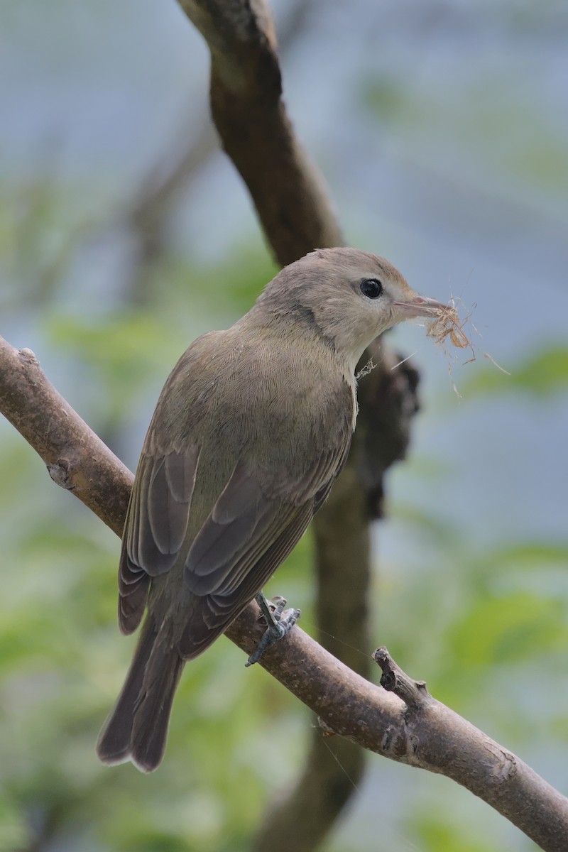 Eastern Warbling Vireo - ML619312312