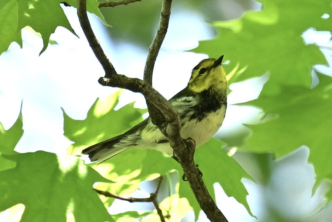 Black-throated Green Warbler - france dallaire