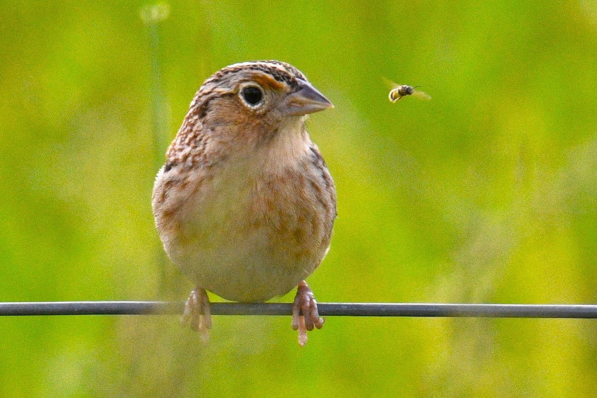 Grasshopper Sparrow - Nolan Williams