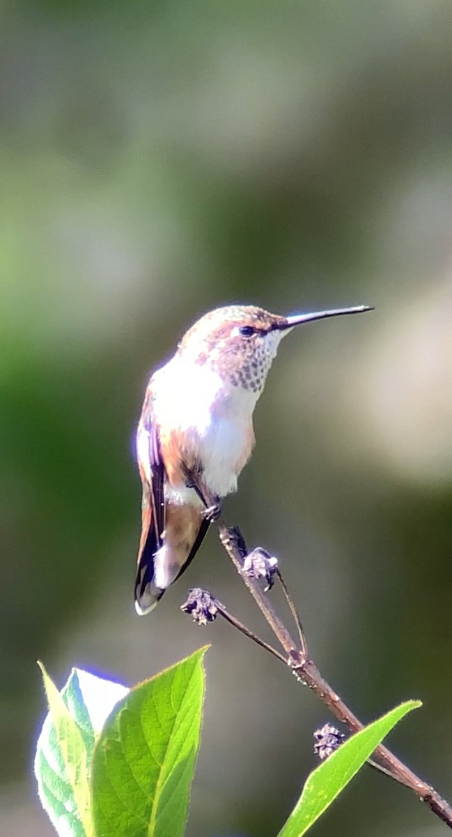 Rufous Hummingbird - John Kingeter