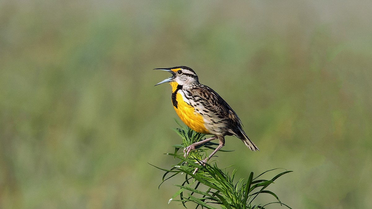 Eastern Meadowlark - Karl H (Hoeff ka)