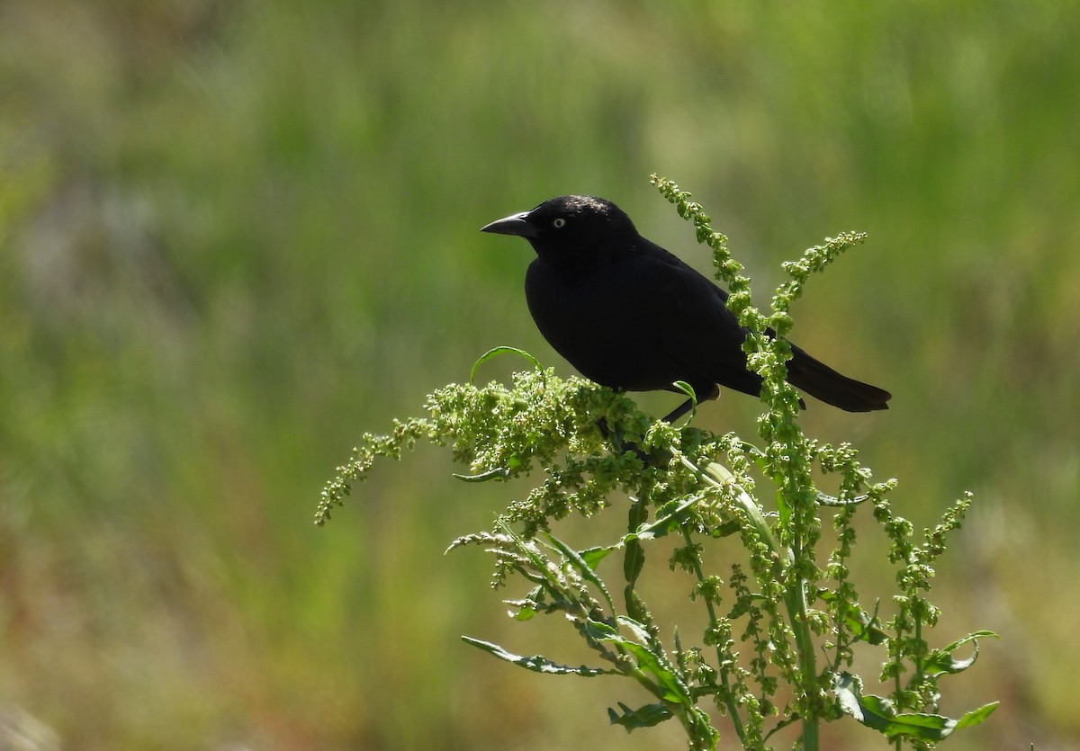 Brewer's Blackbird - Glenn Hodgkins