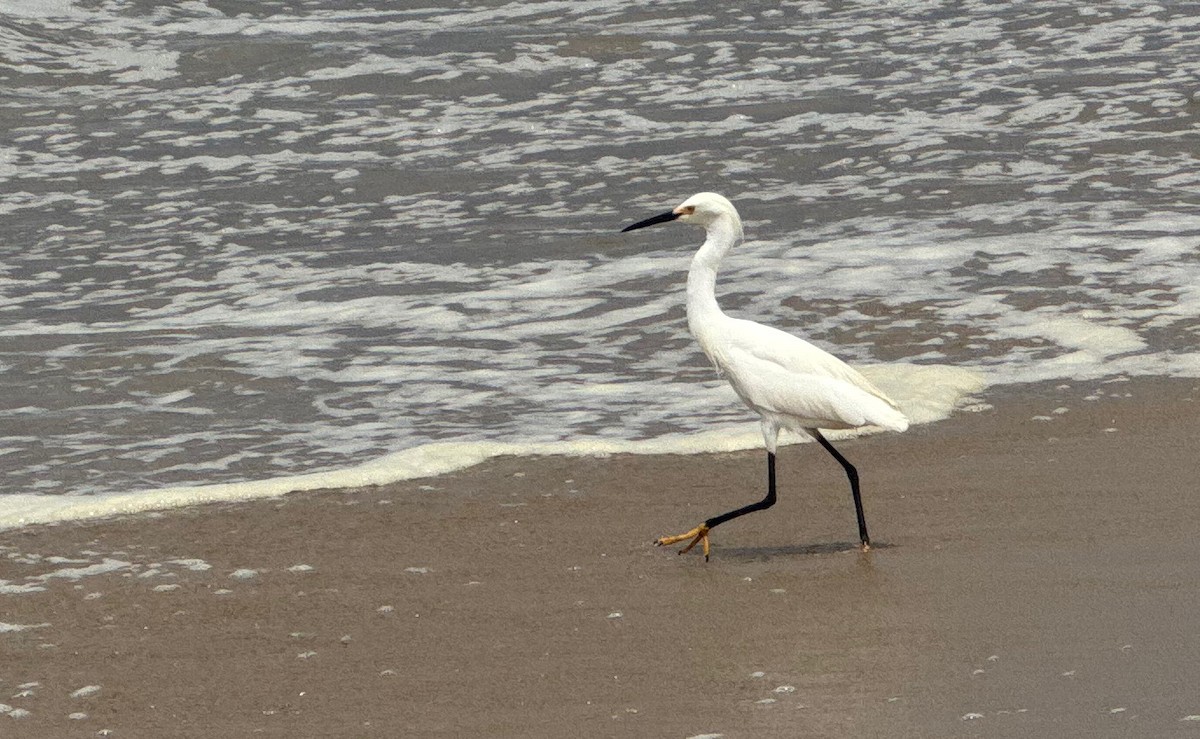 Snowy Egret - Bionic Raven