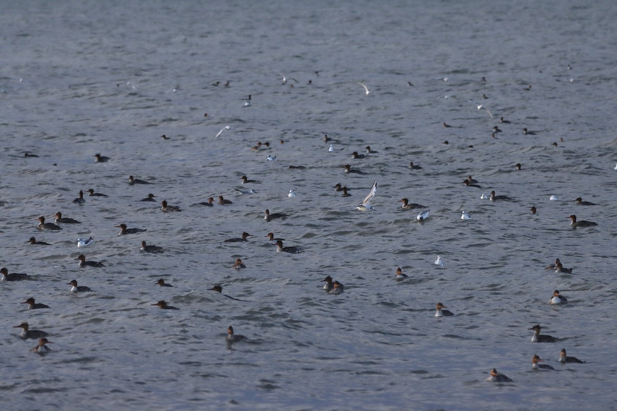 Red-breasted Merganser - Rosemary Clapham