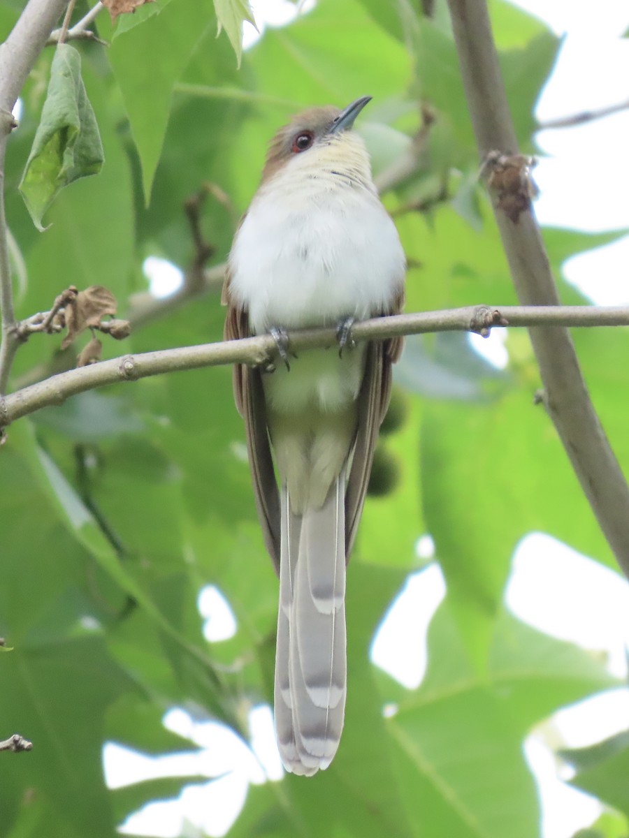 Black-billed Cuckoo - Tim Carney