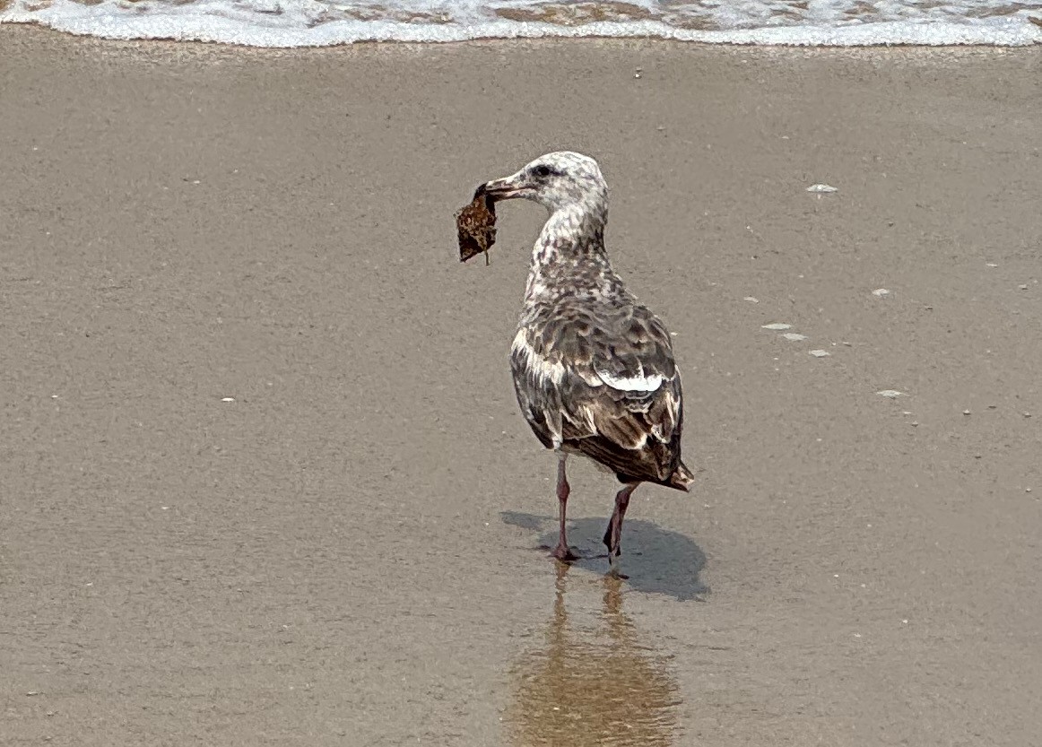 Western Gull - Bionic Raven