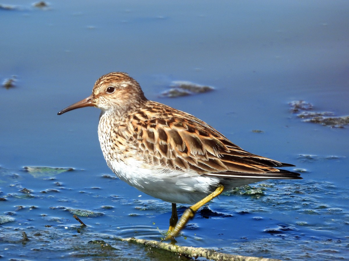 Pectoral Sandpiper - ML619312367