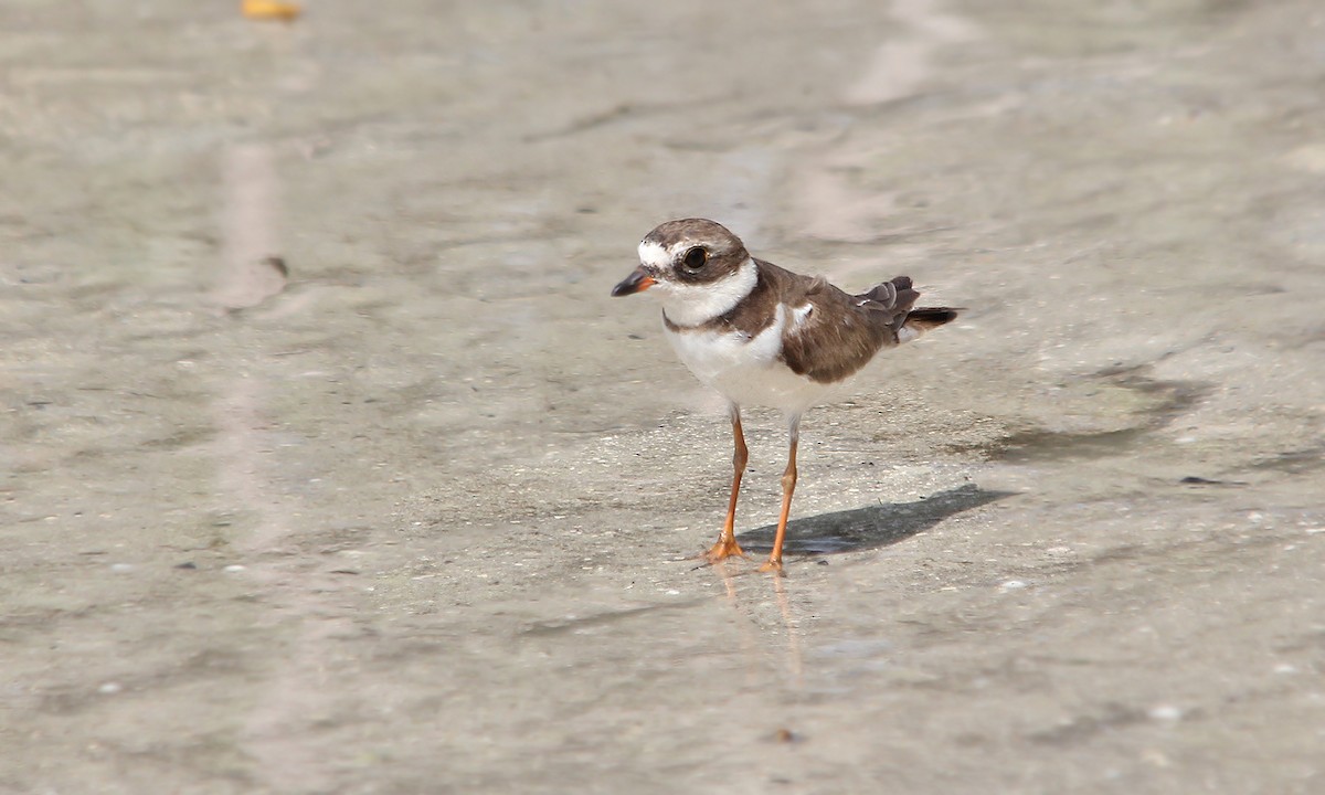 Semipalmated Plover - Adrián Braidotti