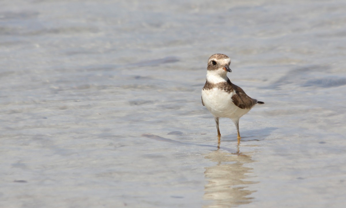 Semipalmated Plover - Adrián Braidotti