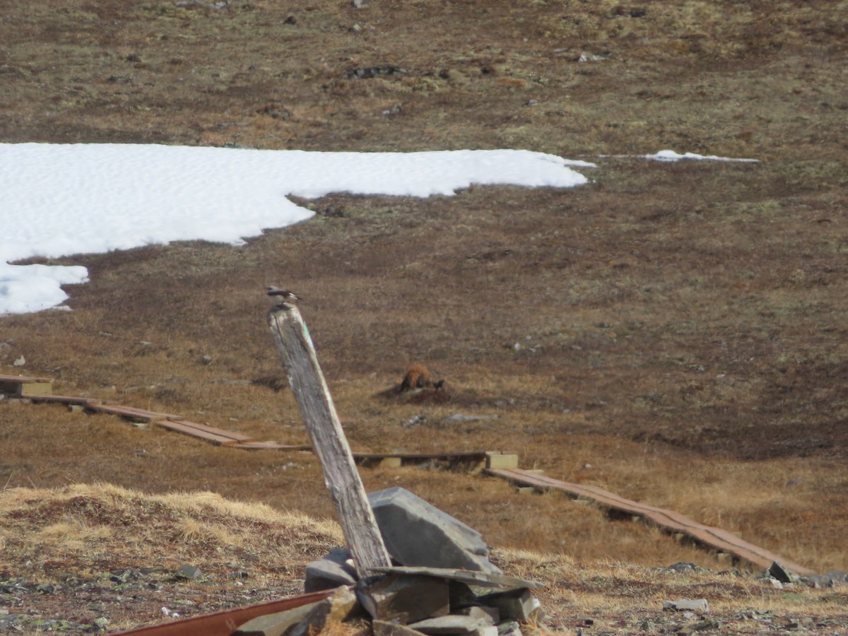 Northern Wheatear - Michelle Sopoliga