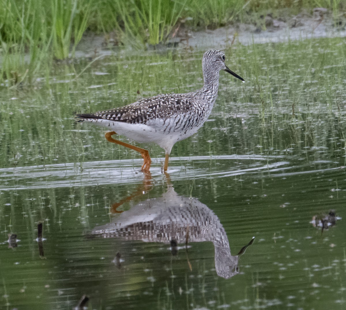 Greater Yellowlegs - Nick Winograd