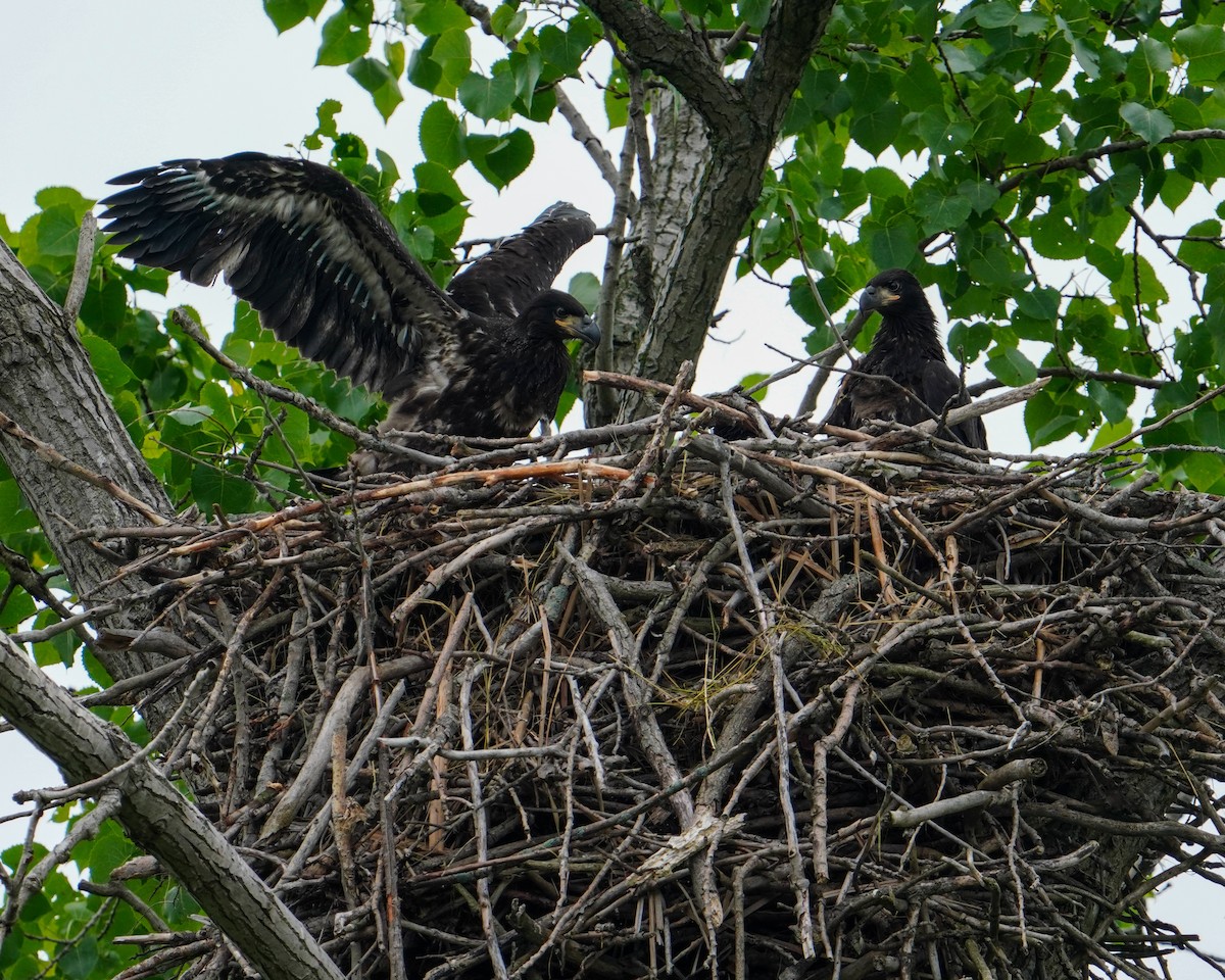 Bald Eagle - Elena C