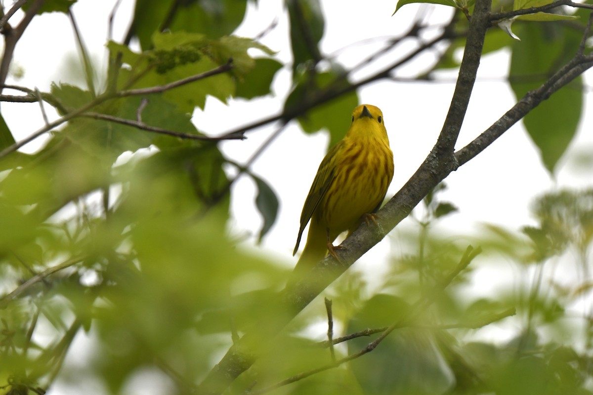 Yellow Warbler - Kazumi Ohira