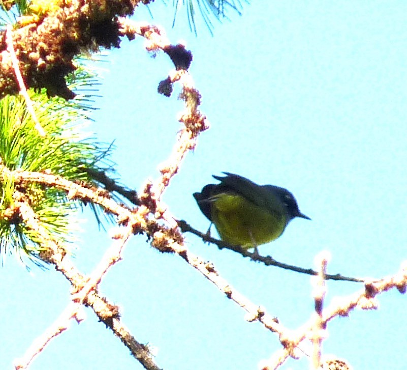 MacGillivray's Warbler - ML619312437