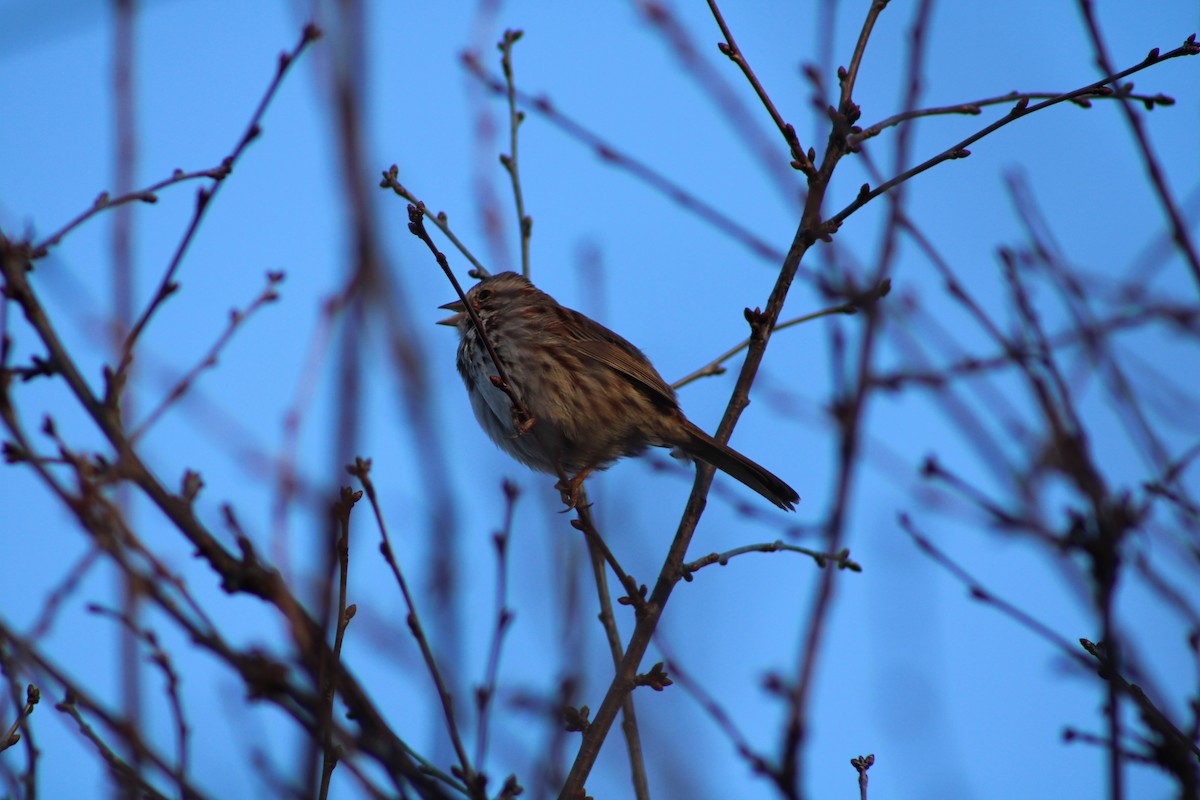 Song Sparrow - Lilly L