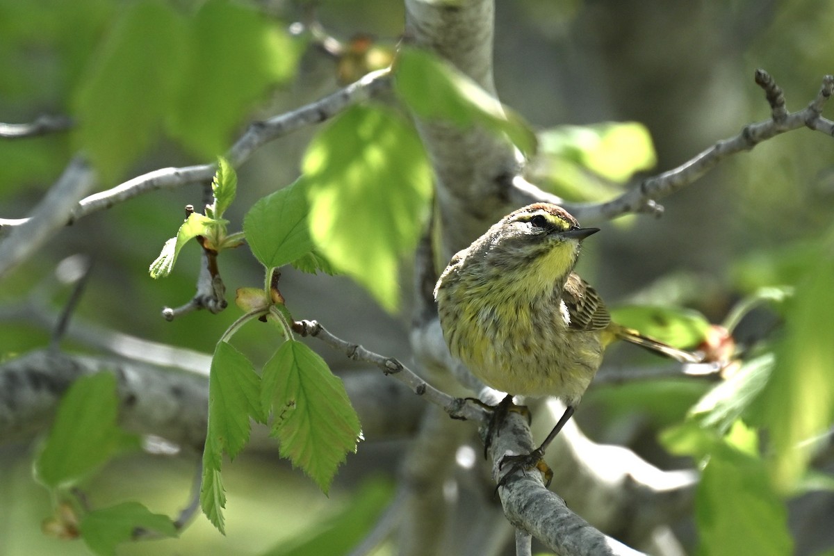 Palm Warbler - france dallaire