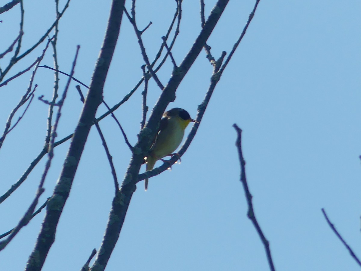 Common Yellowthroat - André Labelle