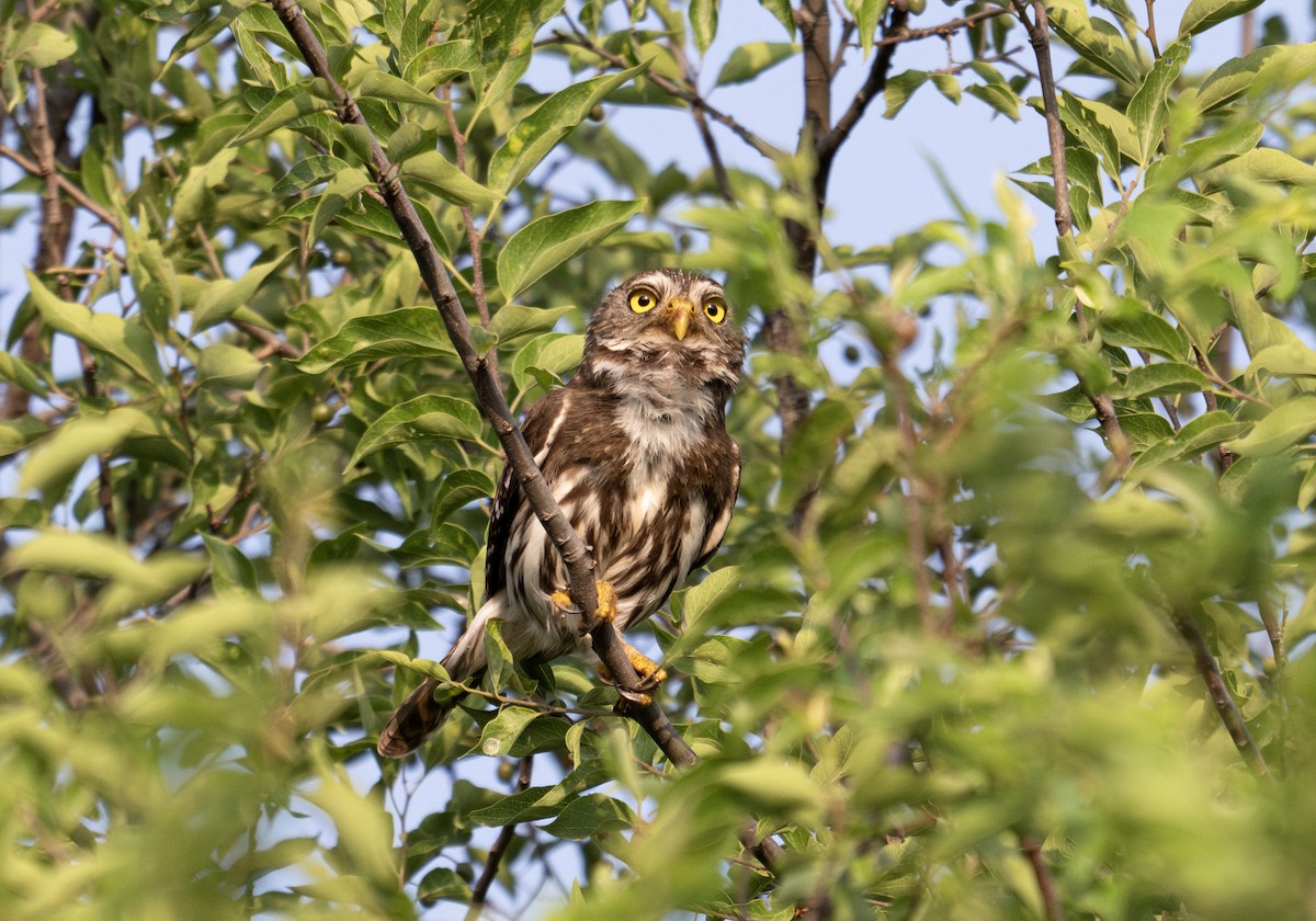 Ferruginous Pygmy-Owl - Mauricio López