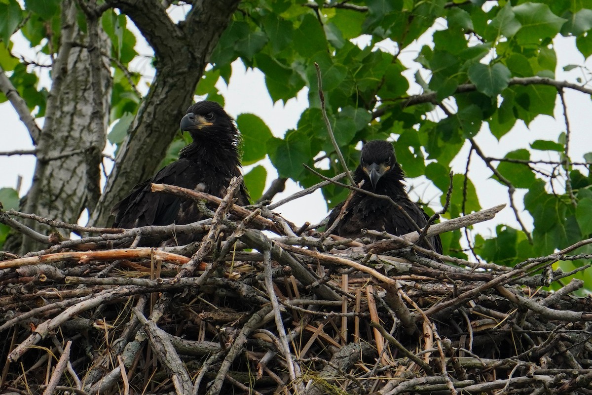 Bald Eagle - Elena C