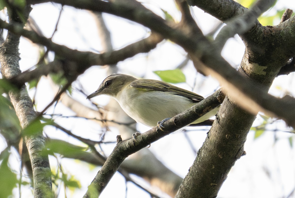 Red-eyed Vireo - Mauricio López