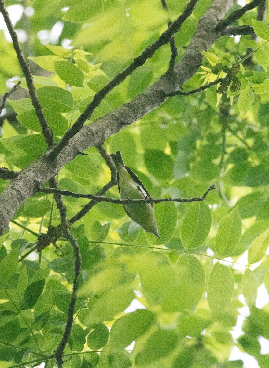 Philadelphia Vireo - Libby Errickson