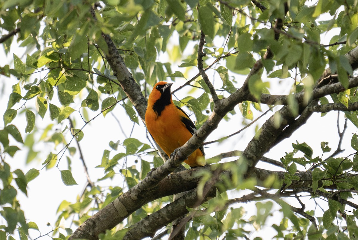 Altamira Oriole - Mauricio López