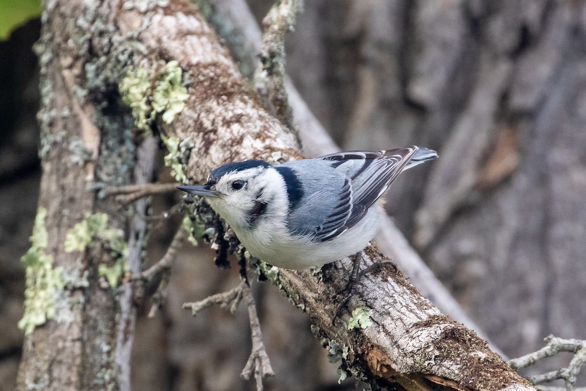 White-breasted Nuthatch - ML619312491