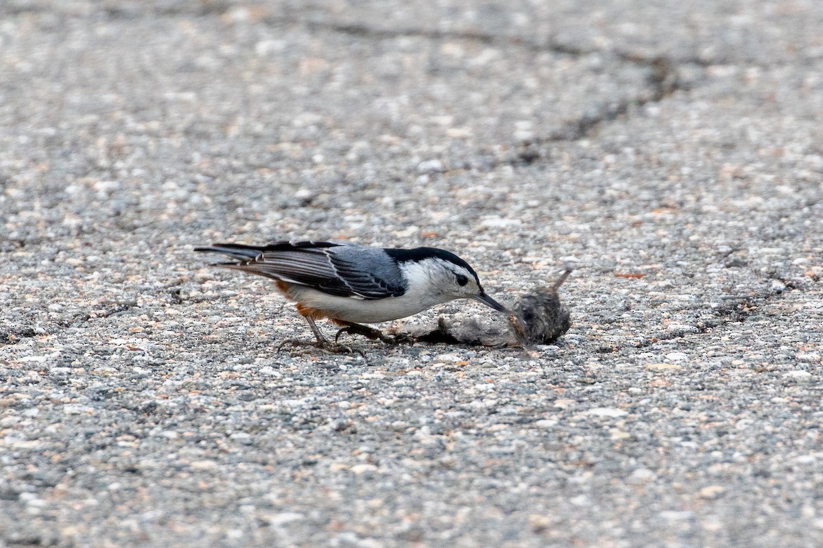 White-breasted Nuthatch - ML619312494