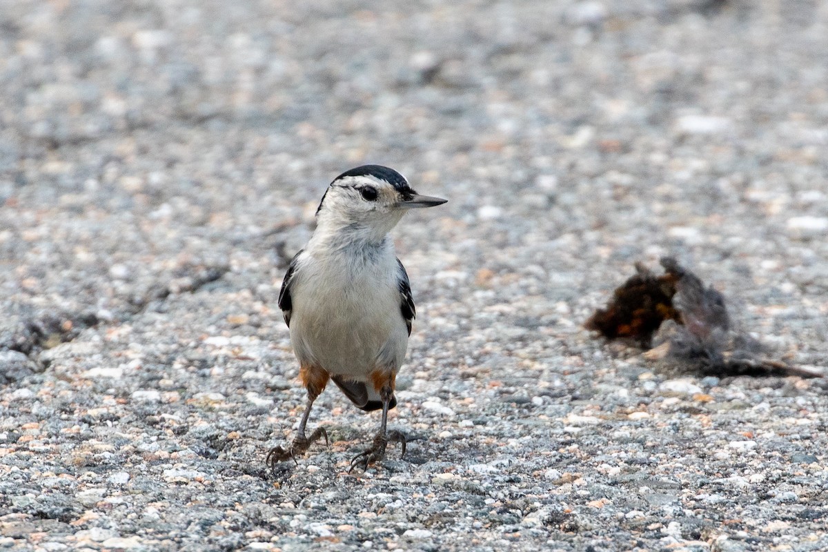 White-breasted Nuthatch - ML619312502