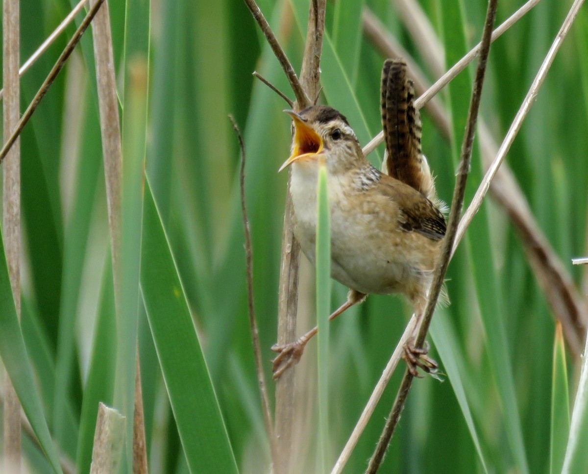 Marsh Wren - ML619312504