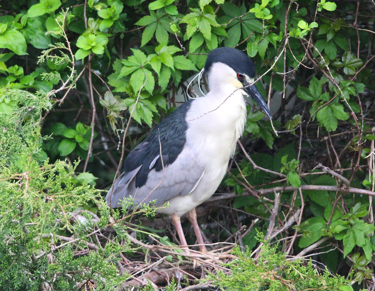 Black-crowned Night Heron - ML619312505