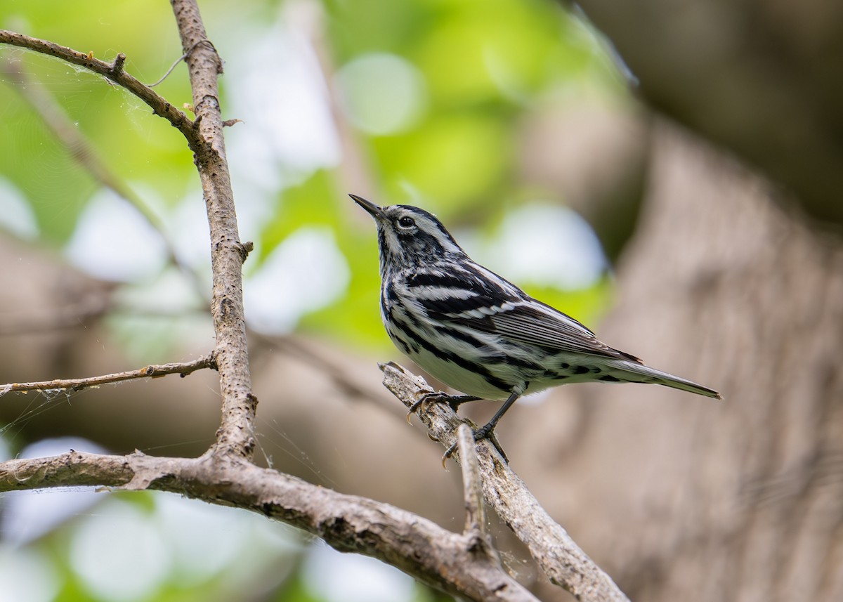 Black-and-white Warbler - ML619312511