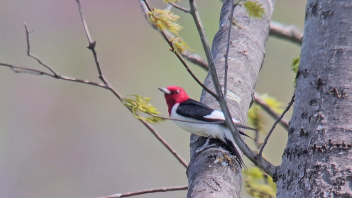 Red-headed Woodpecker - Ken Milender