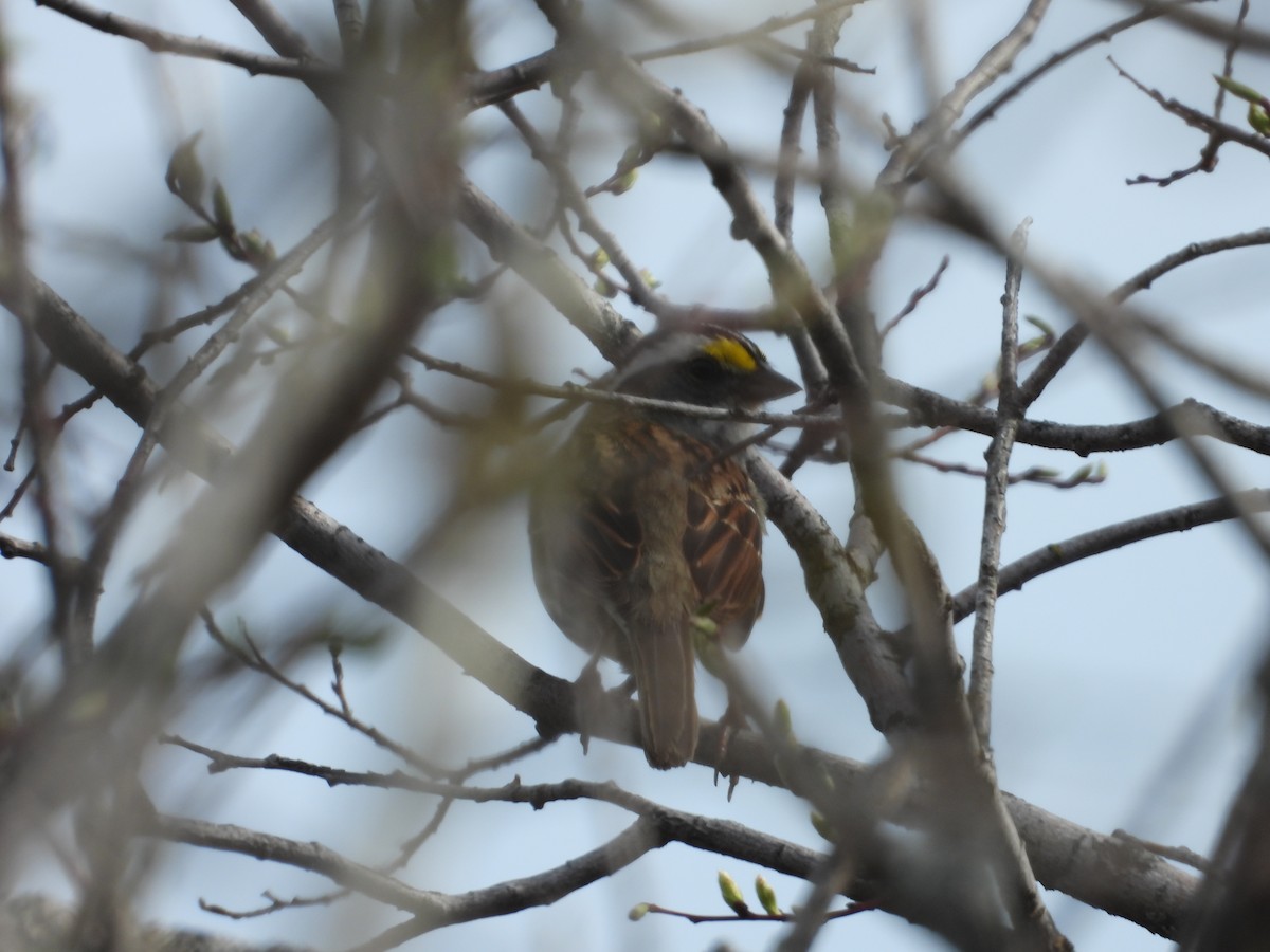 White-throated Sparrow - Denis Provencher COHL