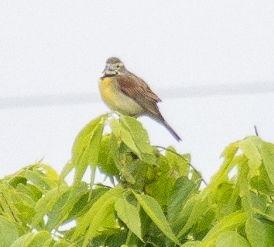 Dickcissel - ML619312525