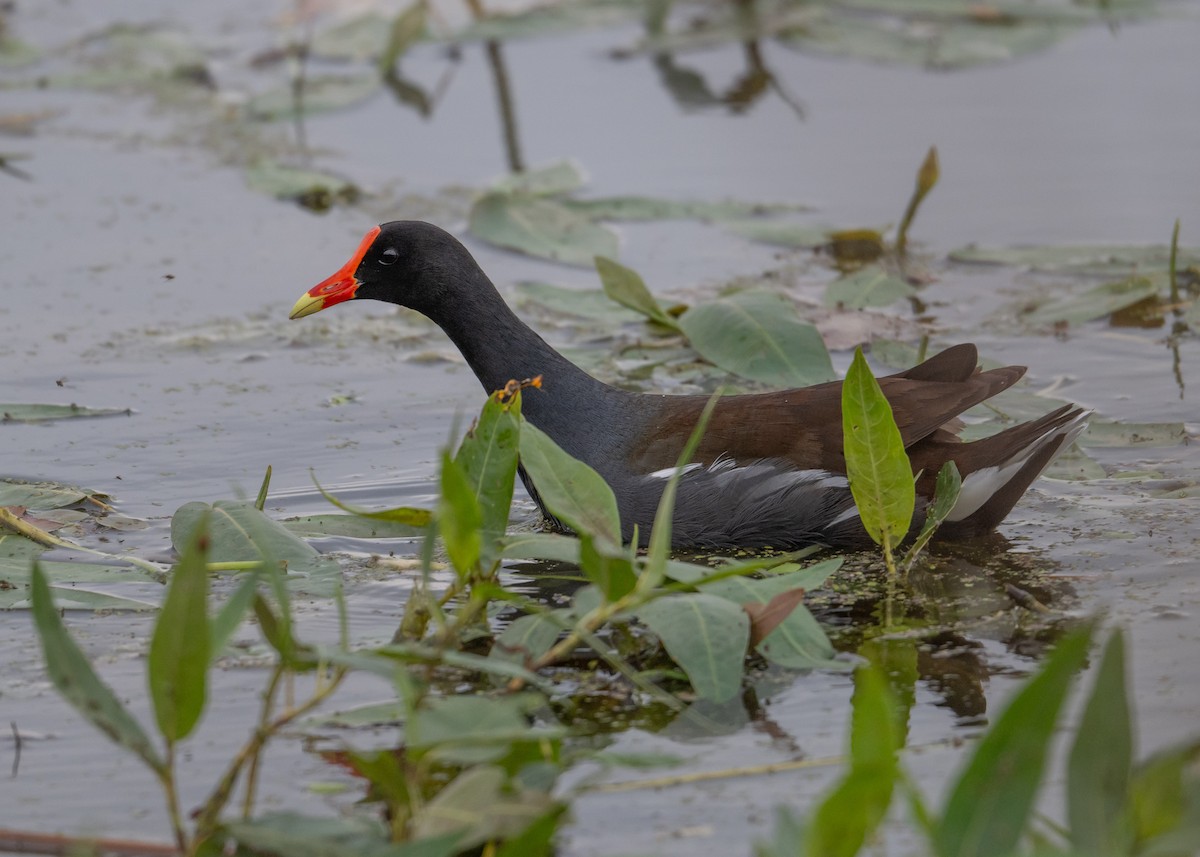 Common Gallinule - Sheila and Ed Bremer