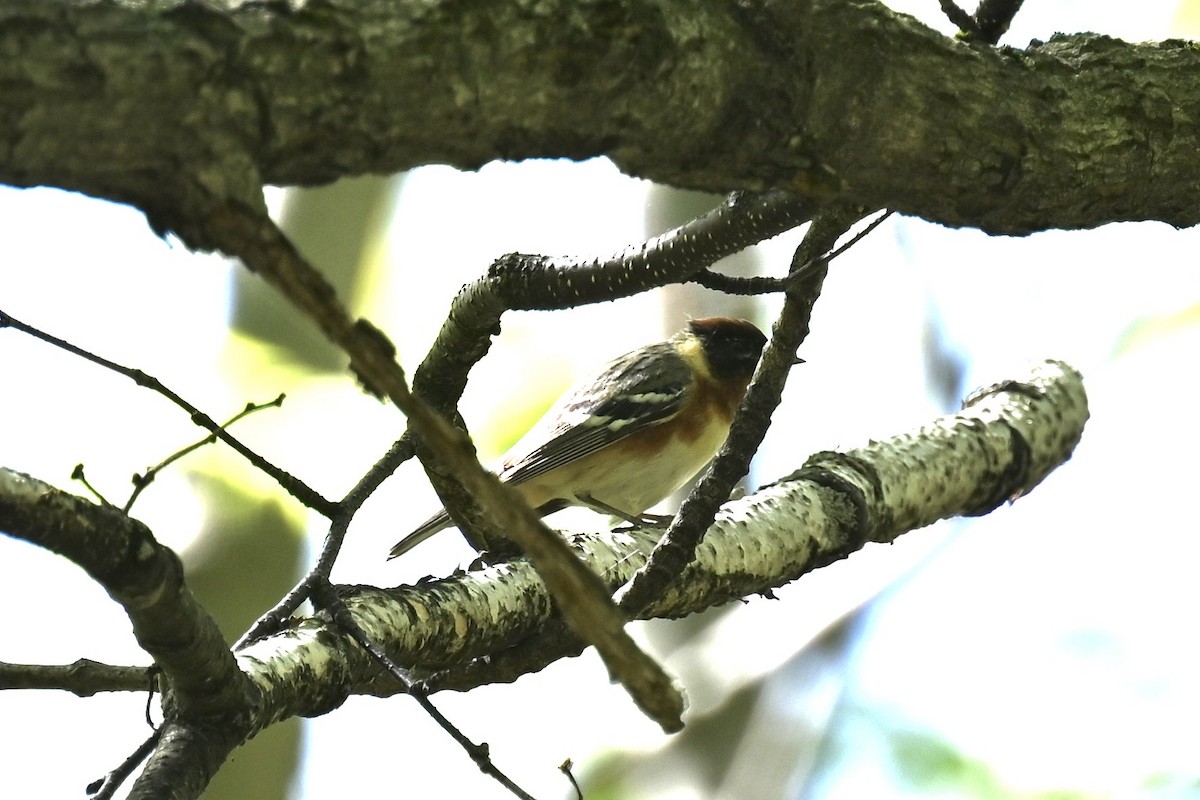 Bay-breasted Warbler - france dallaire