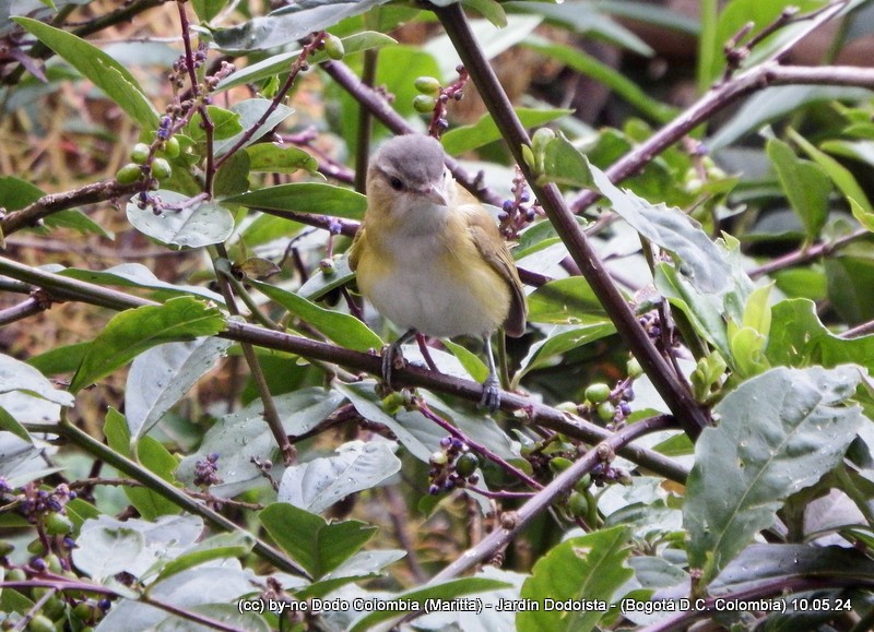 Yellow-green Vireo - Maritta (Dodo Colombia)