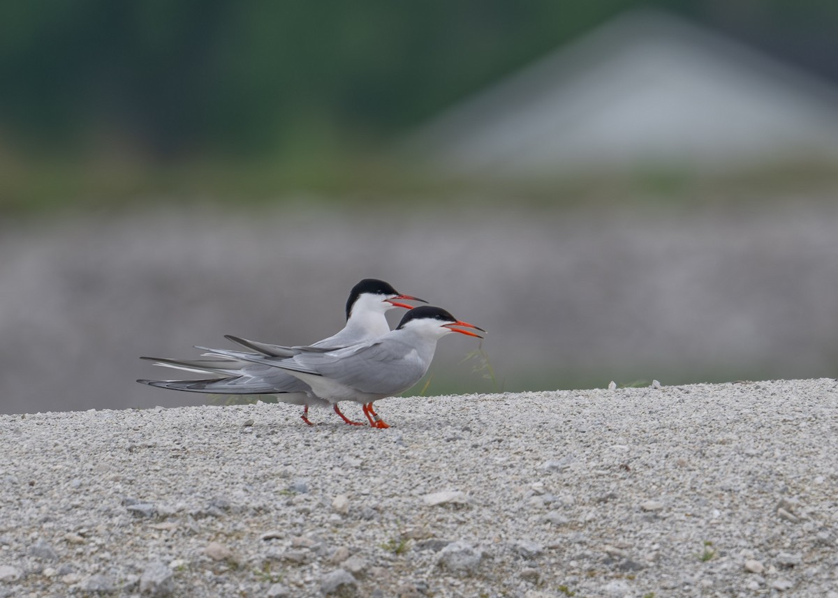 Common Tern - Sheila and Ed Bremer