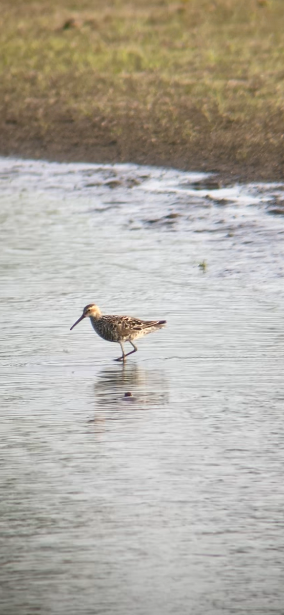 Stilt Sandpiper - Tim Cornish