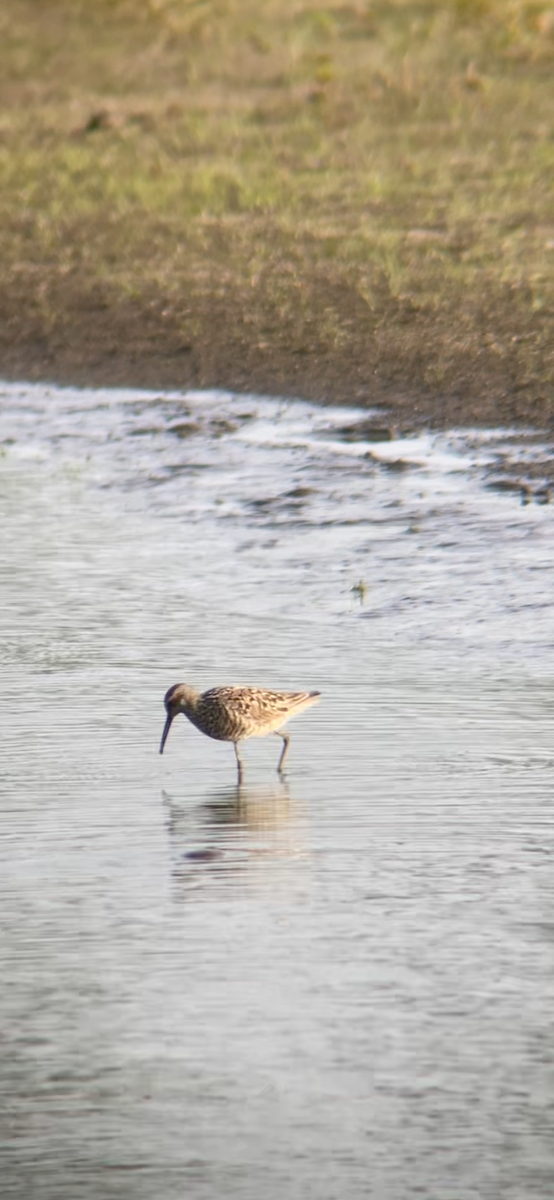 Stilt Sandpiper - Tim Cornish