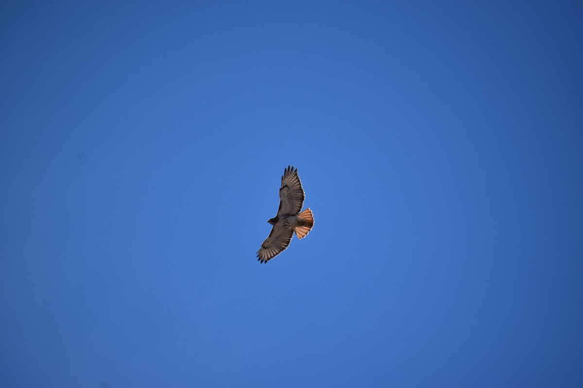 Red-tailed Hawk - Kathy Julian