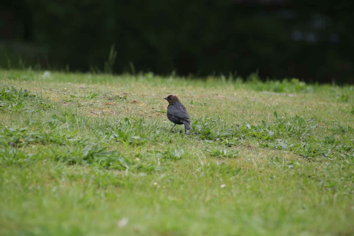 Brown-headed Cowbird - Bentley Colwill