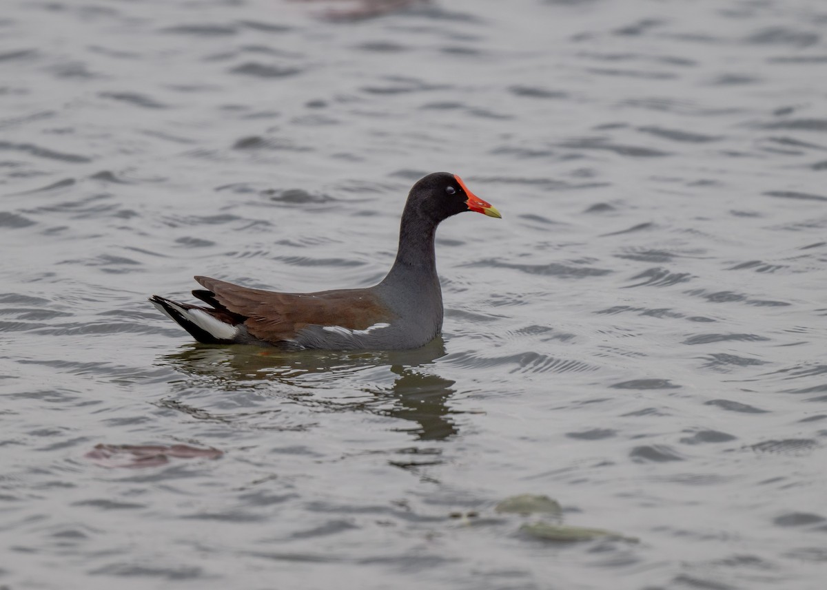 Common Gallinule - Sheila and Ed Bremer